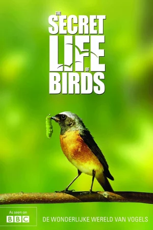 Bí ẩn cuộc sống loài chim-The Secret Life of Birds