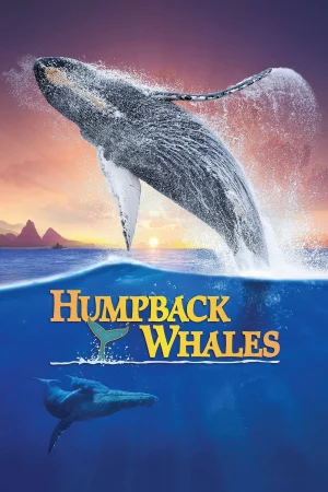 Cá Voi Lưng Gù-Humpback Whales