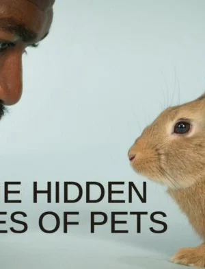 Cuộc sống bí mật của thú cưng - The Hidden Lives of Pets