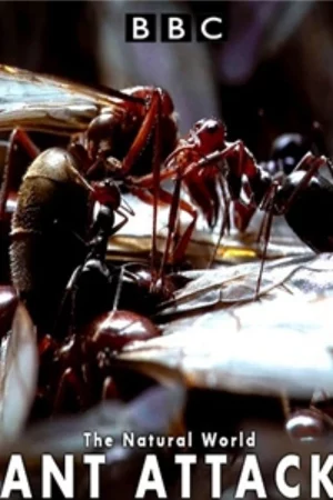 Kiến ăn thịt-The Natural World - Ant Attack