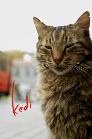 Thế Giới Loài Mèo - Kedi