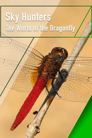 Sky Hunters – The World of Dragonfly-Sky Hunters - The World of Dragonfly