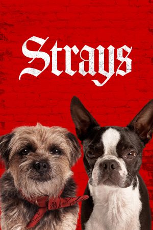 Những Chú Chó Bụi Đời-Strays