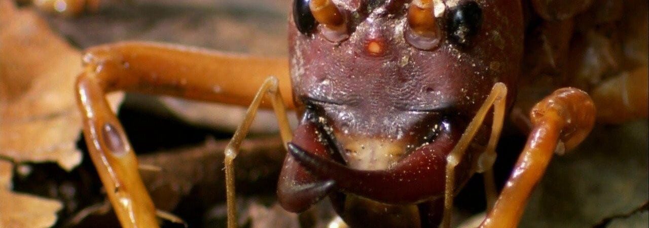 Thế Giới Côn Trùng Khổng Lồ và Nguy Hiểm - The Worlds Biggest and Baddest Bugs
