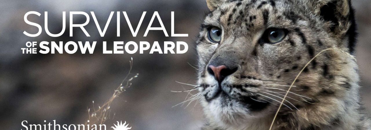 Poster of Survival Of The Snow Leopard