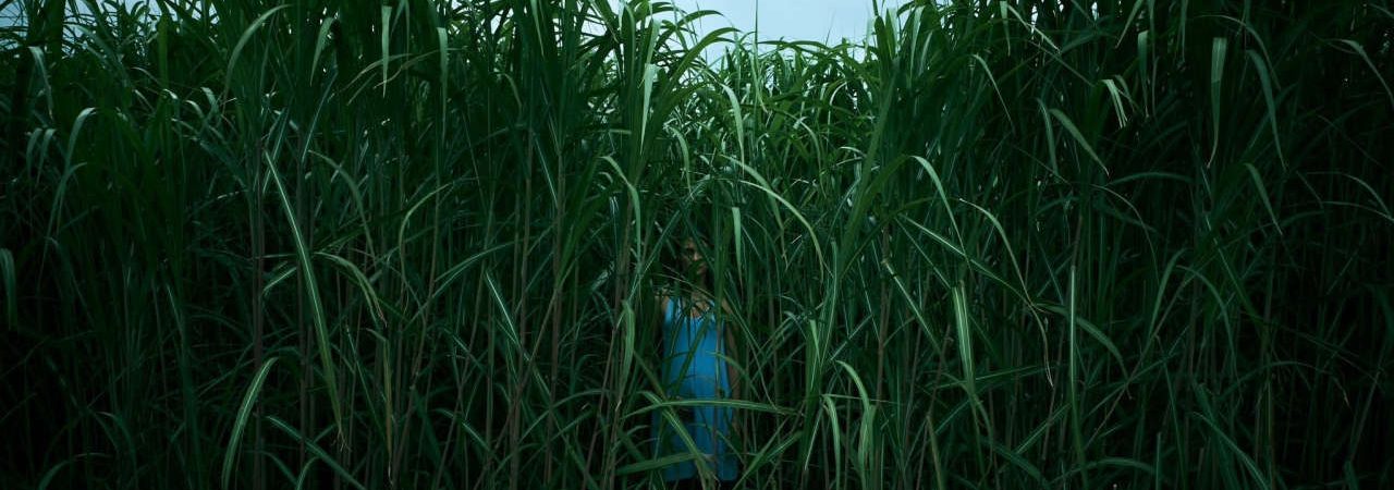 Phim Bụi Cỏ Ven Đường (Đồng Cỏ Ăn Thịt Người) - In the Tall Grass PhimChill Vietsub (2019)