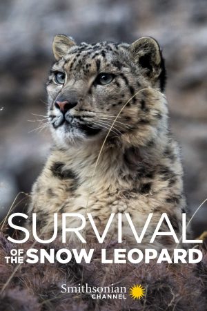 Phim Survival Of The Snow Leopard - Survival Of The Snow Leopard PhimChill Vietsub (2020)