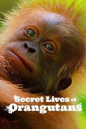 Phim Cuộc sống bí mật của đười ươi - Secret Lives of Orangutans PhimChill Vietsub (2024)