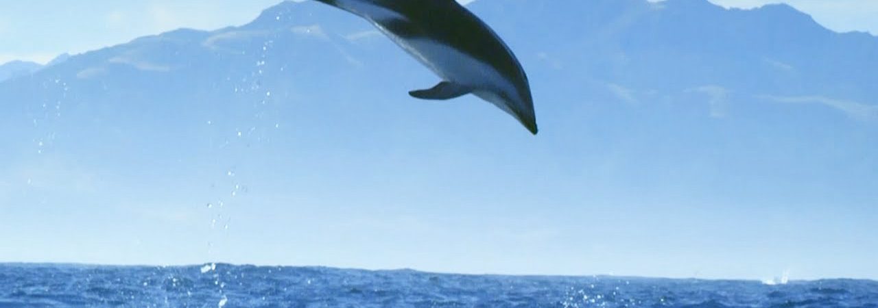 Poster of Diving with Dolphins