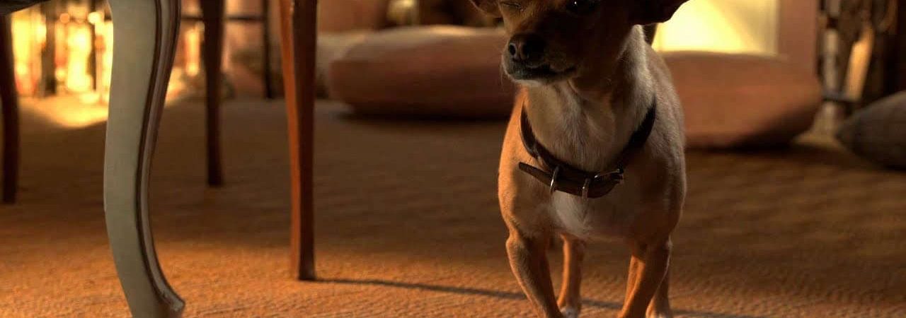 Phim Nữ Minh Tinh Và Chàng Lãng Tử - Beverly Hills Chihuahua 3 Viva La Fiesta PhimChill Vietsub (2012)